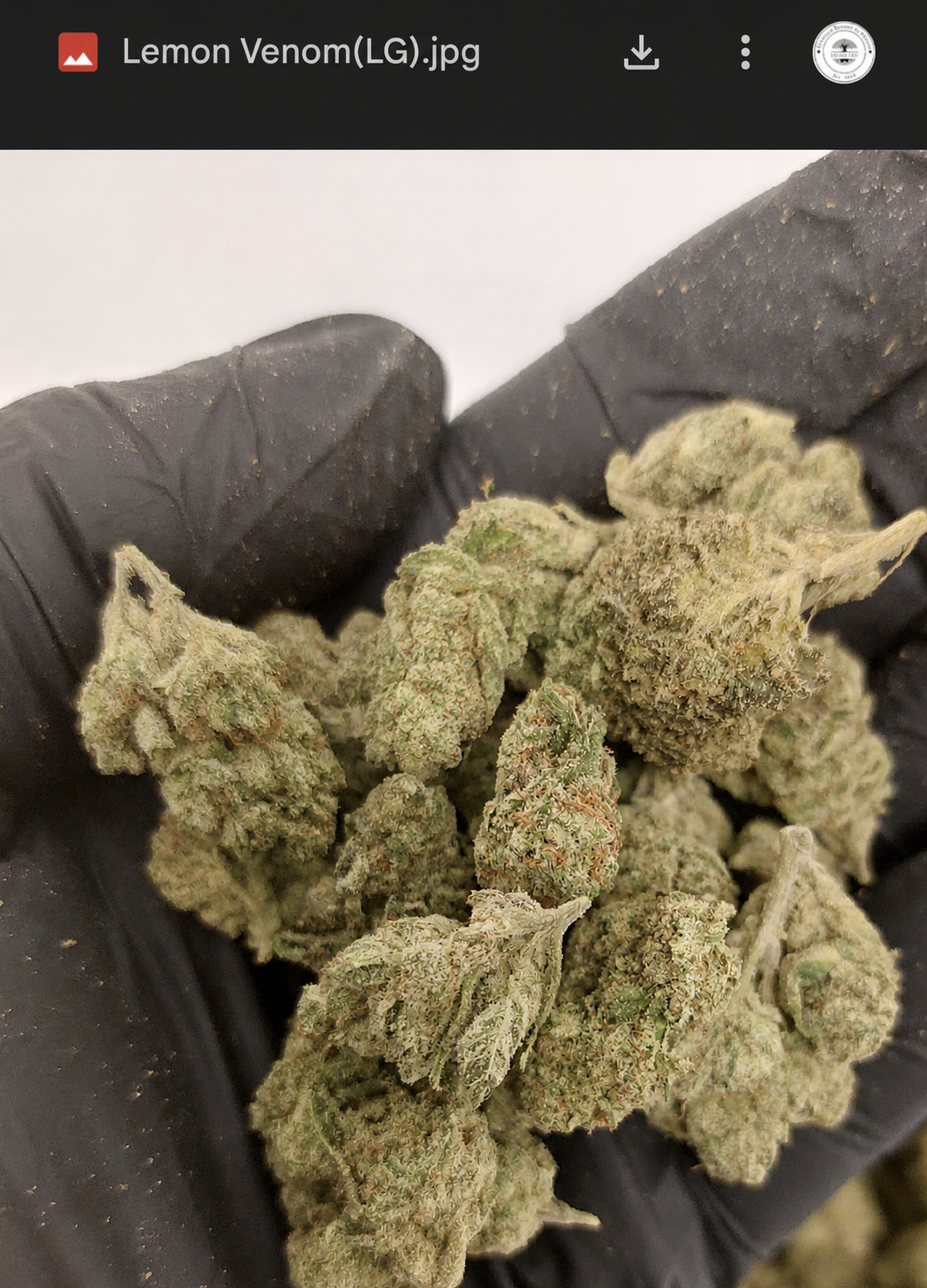 Lemon Venom