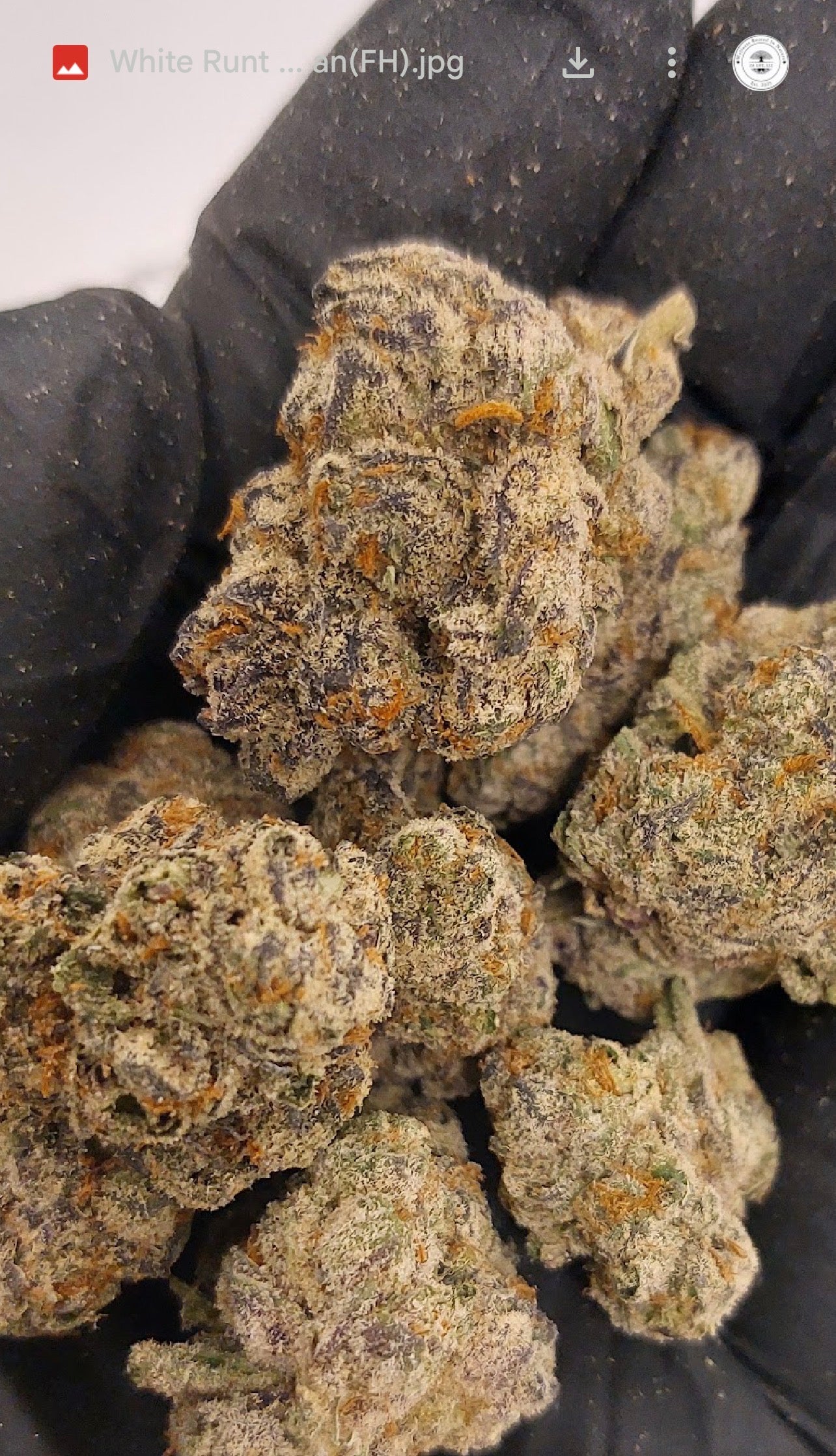 White Runtz x. Pure Michigan