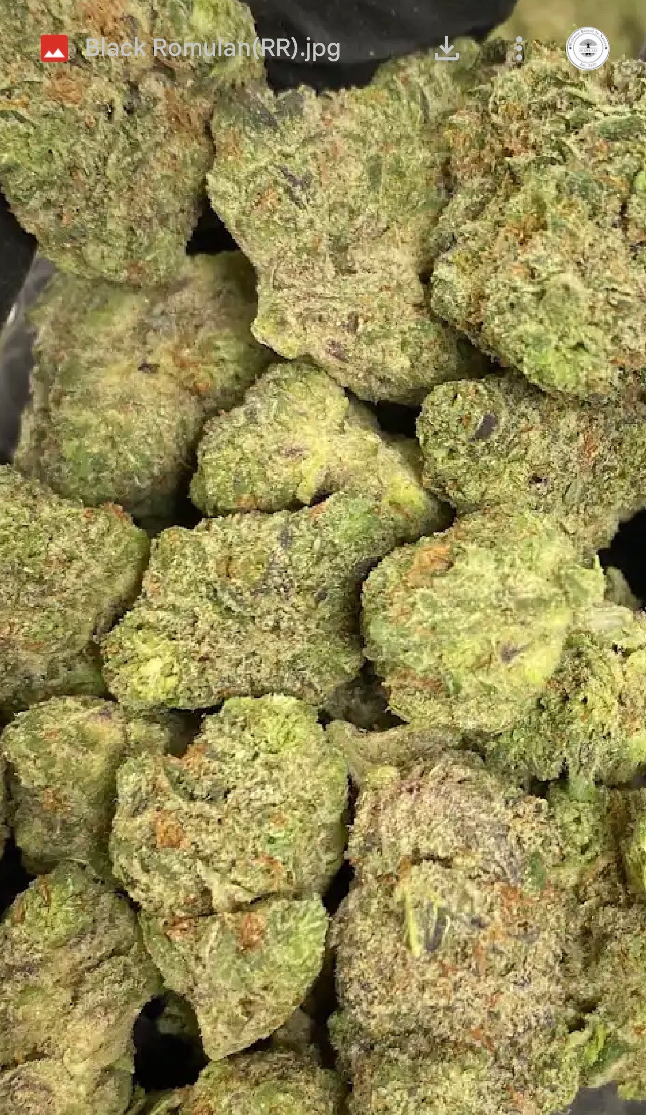Black Romulan