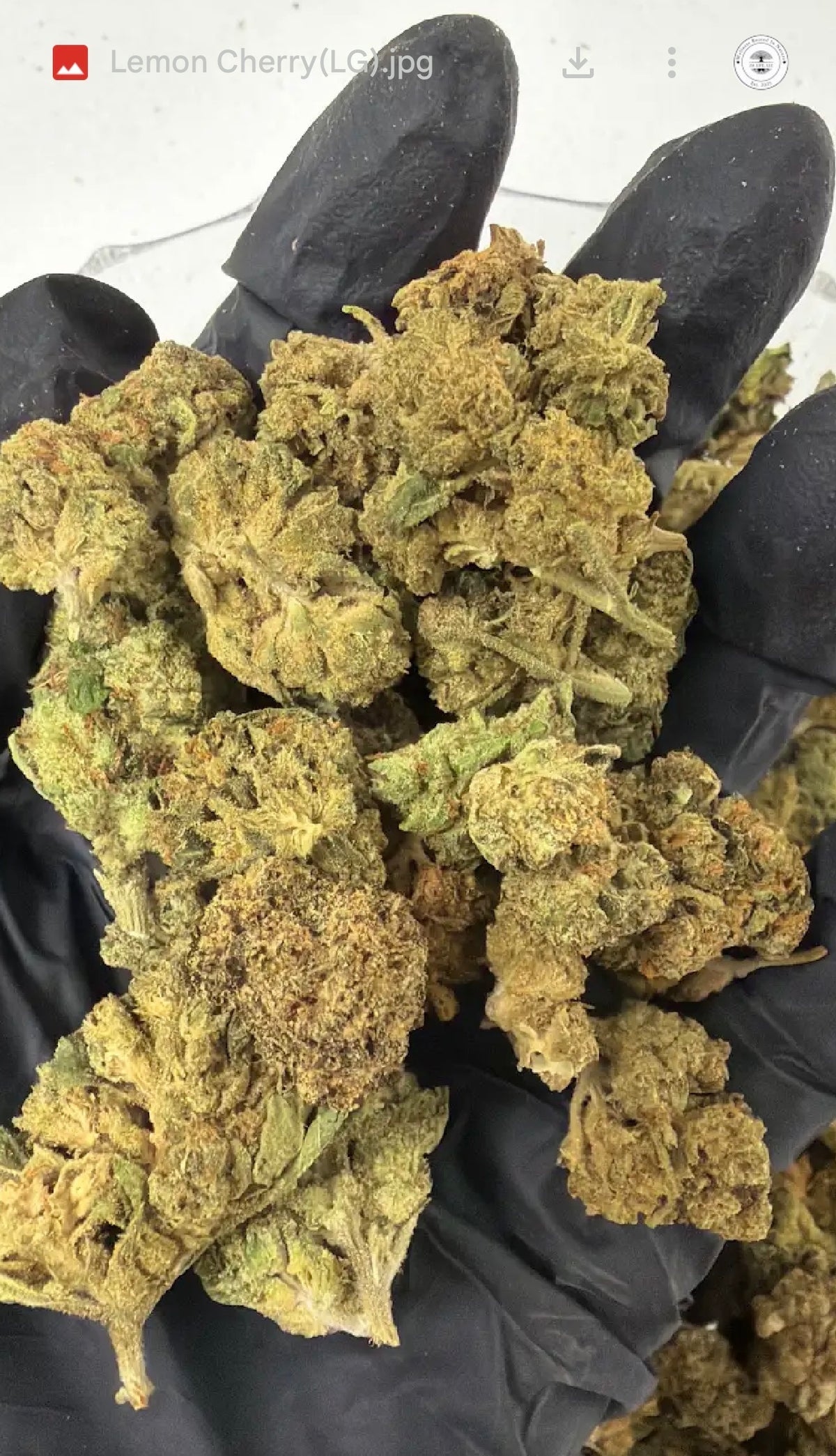 Lemon Cherry