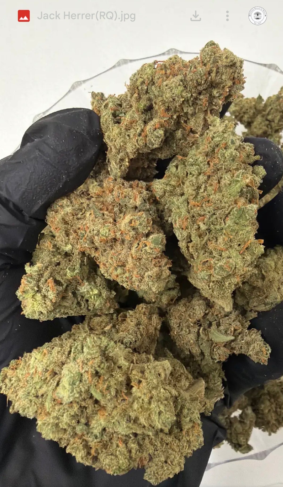 Jack Herrer
